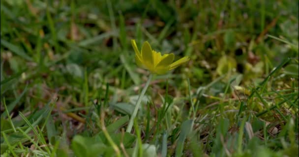 Kleine Celandine Bloem Het Veld Dorset — Stockvideo
