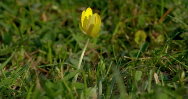 Mindre Celandine Blomma Fält Dorset Storbritannien — Stockvideo
