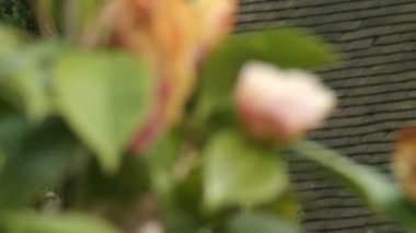 CU R / F Çiçek açan gülün yakın çekimi, Londra, İngiltere, İngiltere