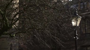 MS TU Katedrale karşı Çıplak Ağaç, Glasgow, İskoçya, İngiltere