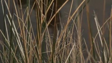 CU R / F Çimeni Gölü, Glasgow, İskoçya, İngiltere 'de rüzgarda savruluyor