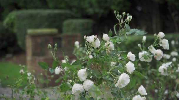 英国诺丁汉郡纽瓦克花园的白玫瑰 — 图库视频影像