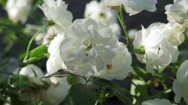 Beyaz güllerin yakın çekimi, Newark, Nottinghamshire, İngiltere