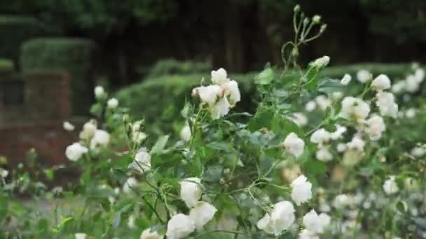 Білі Троянди Гойдаються Вітром Ньюарк Ноттінгемшир Велика Британія — стокове відео
