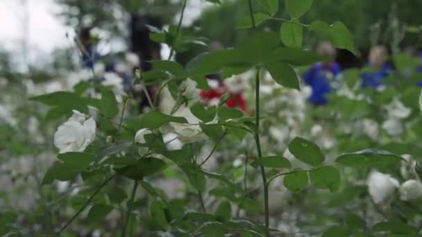 Menschen Hinter Weißen Rosen Newark Nottinghamshire Großbritannien — Stockvideo