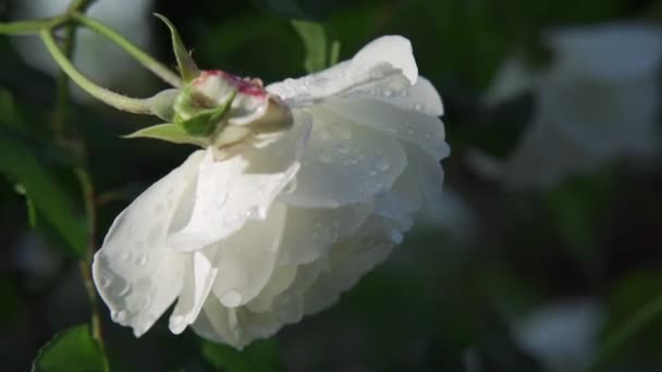 Schöne Aufnahmen Von Weißer Rose — Stockvideo
