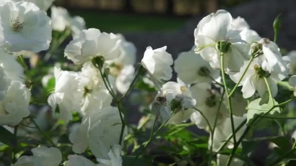 Primer Plano Rosas Blancas Newark Nottinghamshire Reino Unido — Vídeos de Stock