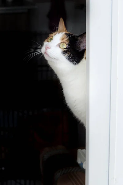 Gato de tres colores con ojos amarillos mira fuera de la oscuridad —  Fotos de Stock