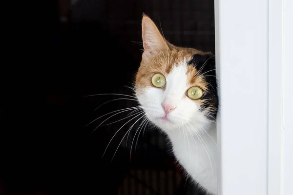 Gato de tres colores con ojos amarillos mira fuera de la oscuridad cervatillos —  Fotos de Stock