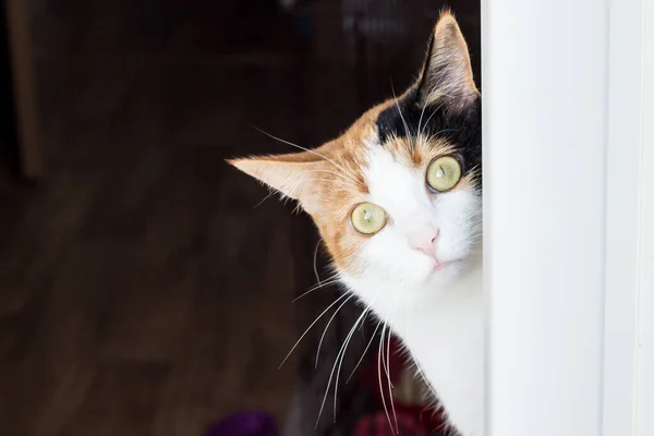 Háromszínű, sárga szemű macska néz ki a sötétségből — Stock Fotó