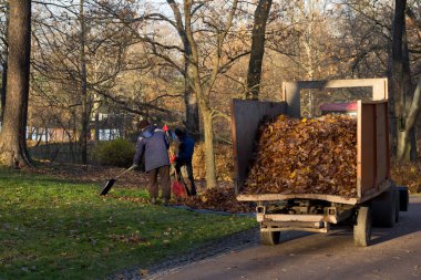 Parkın yapraklarını temizliyor. İki temizlikçi özel bir makineye yapraklarını sürüyor.