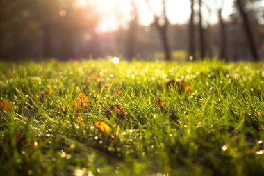Sonbahar sarısı yaprakları olan yeşil çimenler batan güneşin ışınlarında çiğ tanelerinde.