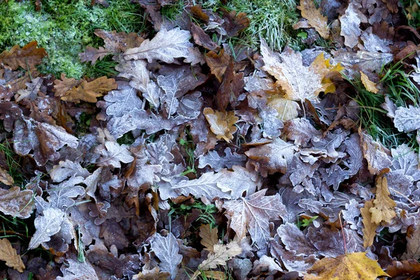 The first frosts in autumn on oak leaves — Stock Photo, Image