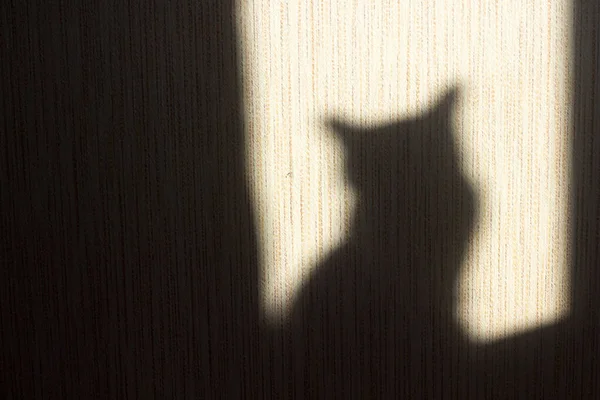태양이 창문에 닿는 벽 위 고양이의 그림자 — 스톡 사진