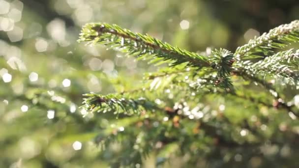 Atmosfärisk sol video gran gren med regndroppar på bakgrunden av lysande höjdpunkter — Stockvideo