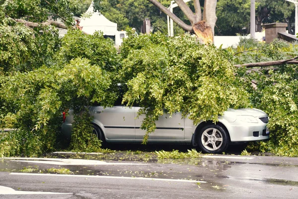 Bilen är full av träd som fallit på grund av en orkan. Stockbild