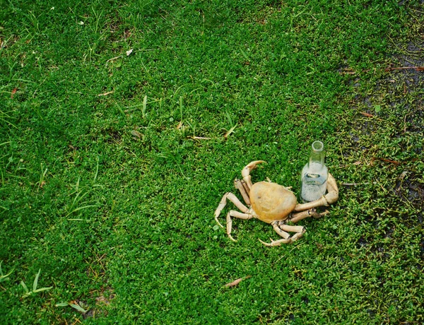 Een concept afbeelding van een krab die een lege fles bier vasthoudt. — Stockfoto