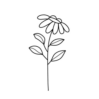 Orman eğreltiotu okaliptüsleri, sanat yaprakları, doğal bitkiler. Dekoratif güzellik tasarım çiçeği için zarif illüstrasyon