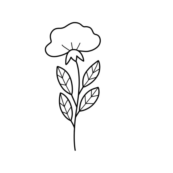 Колекція Лісових Папоротей Евкаліптового Мистецтва Листя Природного Листя Трав Лінійному — стокове фото