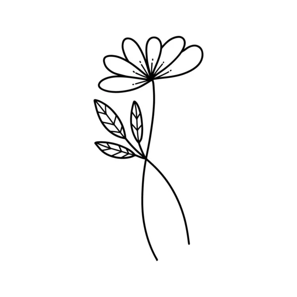 收集森林蕨类桉树艺术叶子天然叶子草本植物的线条风格 装饰美的典雅图解设计花卉 — 图库照片