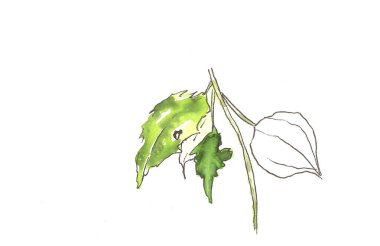 Botanik illüstrasyon, bitki salatası sanat yeşili 