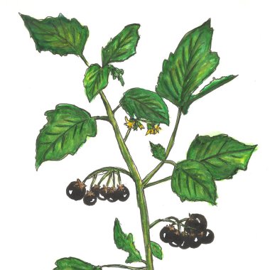 Avusturya, Avrupa 'da yetişen ormanlarda yetişen son derece zehirli itüzümü (Atropa belladonna)