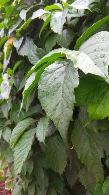 Low Key koyu ton doğa arkaplanından sonra ayrılır