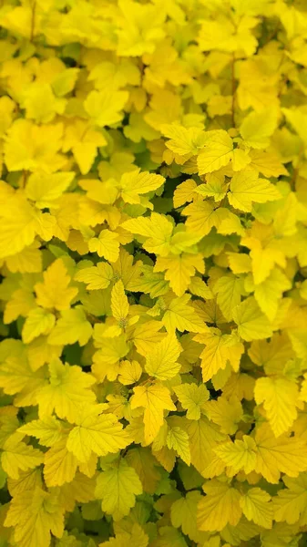 Yellow Leaves Background Natural Outdoor Yellow Texture Forest — Stock Photo, Image