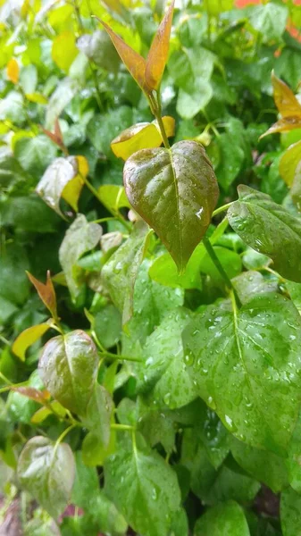 Foto Primavera Vegetación Hojas Con Gotas Después Lluvia — Foto de Stock