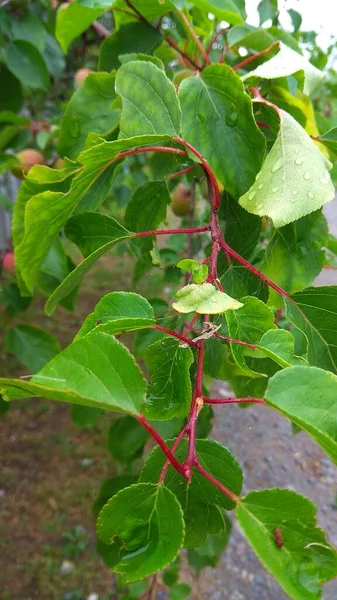 Rameau Aux Feuilles Vertes Sur Fond Blanc — Photo