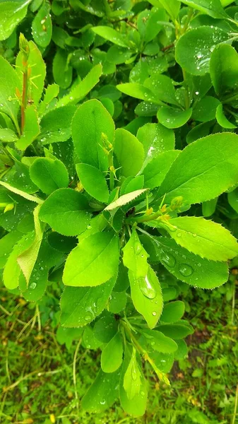Nature Photography Summer Bright Greenery Leaves Water Drops — Stock Photo, Image