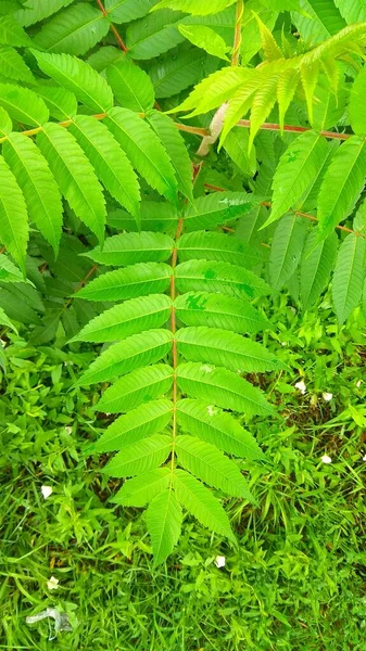 Varios Tipos Plantas Raras Con Hojas Tallos —  Fotos de Stock