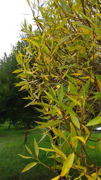 Λεπτομέρεια Φωτογραφία Του Ακατέργαστου Elderberry Σταγόνες Νερού Μετά Βροχή — Φωτογραφία Αρχείου