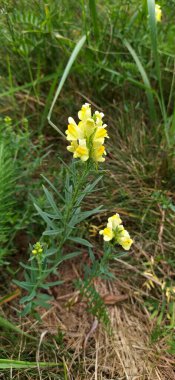 Vahşi uzun ömürlü mantar. Toadflax cinsindeki bitkisel bitki türleri. Güzel sarı toadflax çiçekleri. Flax wild snapdragon uzun ömürlü bir bitkidir.
