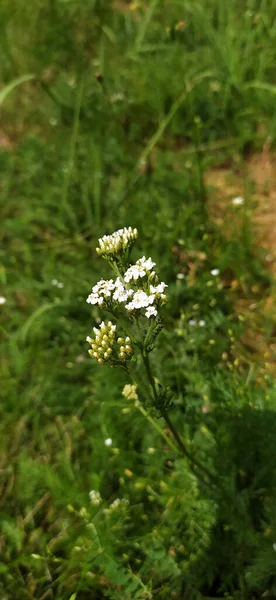 Ярроу Achillea Millefolium Ізольований Білому Фоні Фотоярлика Багаторічною Рослиною — стокове фото