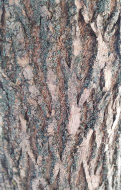 Kuru Ağaç Kabuğu Dokusu Kapat Arkaplan Stoku Fotoğrafçılık Görüntü ağaç kabuğu arkaplanı, makro fotoğrafçılık