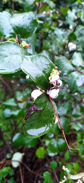 Naturaleza Fotografía Hojas Verdes Después Lluvia Planta Nieve Blanca — Foto de Stock