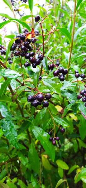 Naturaleza Fotografía Hojas Verdes Después Lluvia Planta Arándano — Foto de Stock