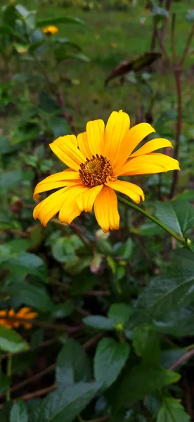 Giallo Bei Fiori Eliopsi Girasole Venere Natura Fotografia Verde Foglie — Foto Stock