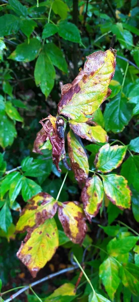 Nature Photography Green Leaves Rain — Stock Photo, Image