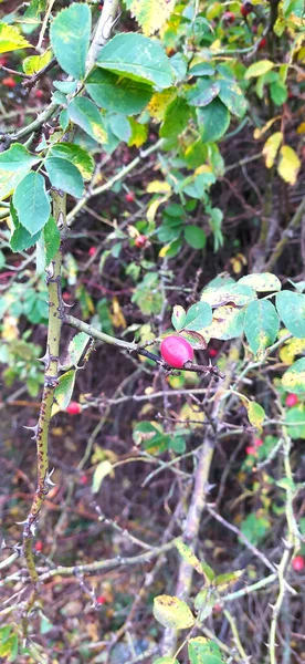 Photo Autumn Plant Rosehip Berries — Stock Photo, Image