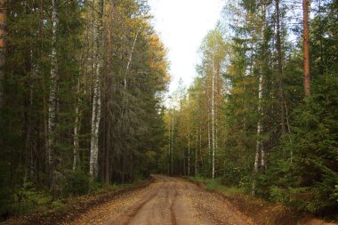 Ormandaki yol dışında.