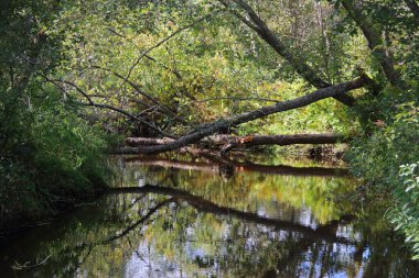 Ormanda devrilmiş ağaçlarla dolu bir nehir