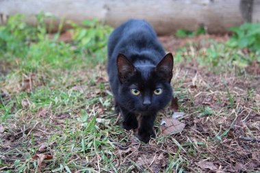 Kedi avına gizlice yaklaşır.