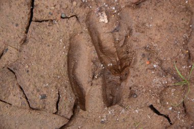 Yerdeki hayvan ayak izleri.