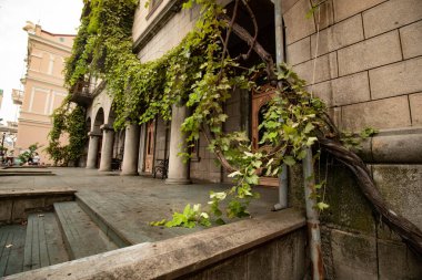 Binanın duvarında bitki yetişiyor.