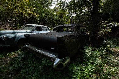 Ormanın ortasında terk edilmiş arabalar.