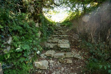 Ormandaki taş merdivenler