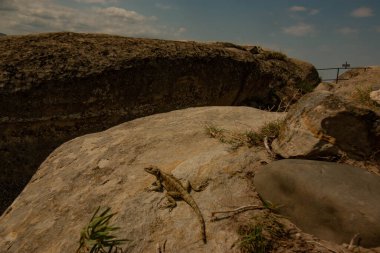 Kertenkele taşın üstünde güneşleniyor.