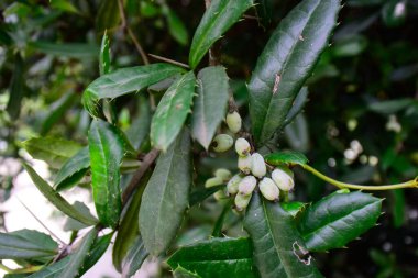 Bahçede kozalaklı bitkiler yetişiyor.